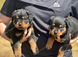 2 Rottweiler puppies