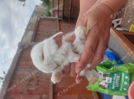 Beautiful baby lops