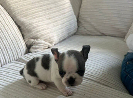 Frenchie mixed two girls one boy avaible next week