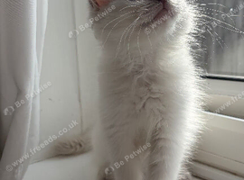 1 male ragdoll ready now!!