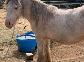 2yr old heavy cob gelding