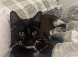 Cat male