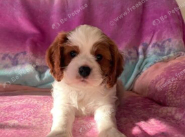 Beautiful Cavalier King Charles Spaniel Puppies