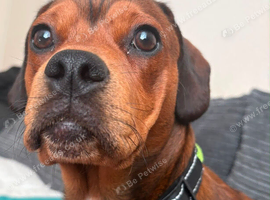 Alfie - mixed breed