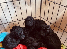 F1b Cockapoo puppies