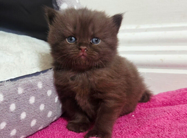Beautiful Chocolate British Shorthair Kittens | GCCF Registered