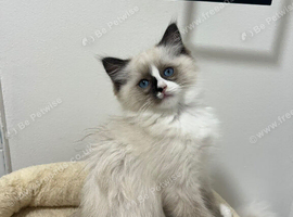 Ragdoll Kittens