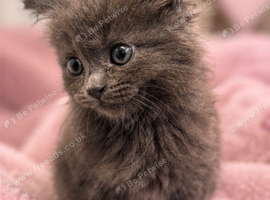 2 grey Persian cross kittens