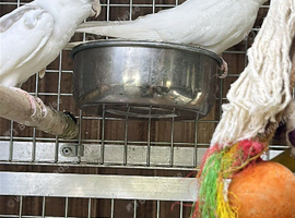 Cockatiel parrots