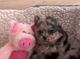 Stunning Pomeranian pups