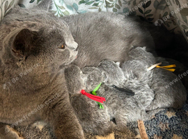 British Shorthair kittens GCCF registered