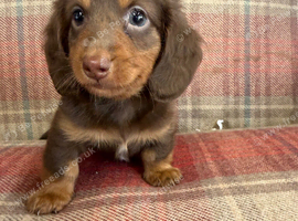 Long hair boy mini