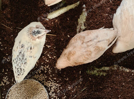 Celadon gene quails &pound;3.00