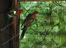 Golden mantle rosellas