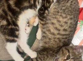 Adorable kittens