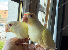 Creamino conure