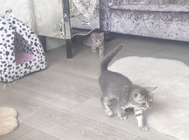 British shorthair tabby kittens
