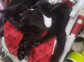 2 kittens