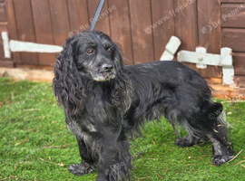 Black sable Male cocker spaniel