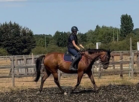Lovely 4 year old mare
