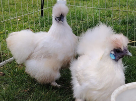 Silkie Hatching eggs