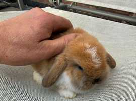 Beautiful baby mini lops girl