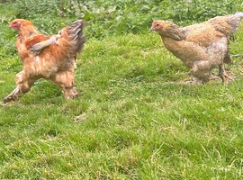 Brahma&rsquo;s
