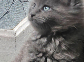 Stunning maine coone kittens