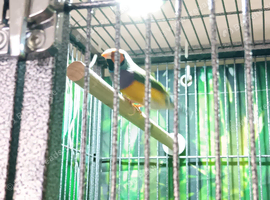 Beautiful pair of gouldian finches for sale in Bradford