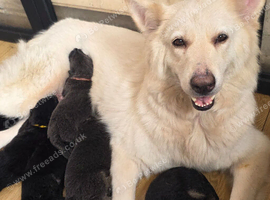 Beautiful Rare German Shepherd Puppy