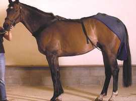 Equine Cold Water Spa For Horses at ECB Equine Spas
