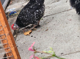 Chicken female