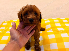 Boy cavapoo