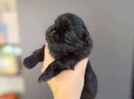 Two beautiful little boys shihzu pups