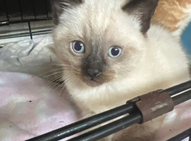 Grey and brown kitten for sale with blue eyes