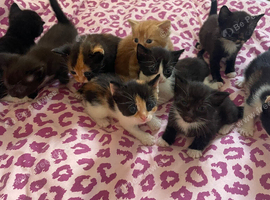 Beautiful Kittens