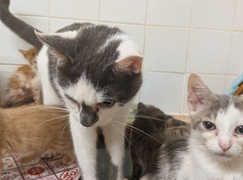 Kittens &cats for sale