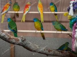 Turquoisine parakeet  pairs only
