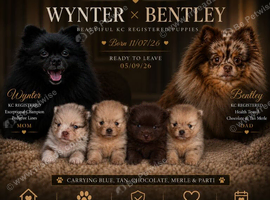 CHAMPION PEDIGREE KC POMERANIAN PUPPIES