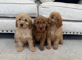 Miniature multigeneration labradoodle