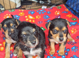 Jack Russell puppies