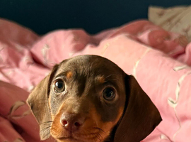 Chocolate and tan dachshund