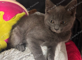 Grey kitten