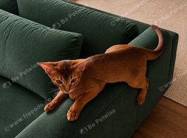 Abyssinian Sorrel kiteen Girl