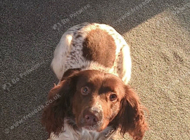 Springer spaniels