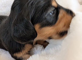 Long haired stunning puppies