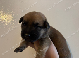 German X Dutch Shepherd puppies