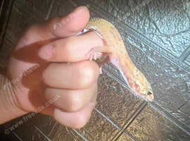 Leopard gecko