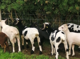 Selection of Rams available