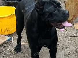 Top bloodline cane corso female having pups